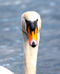 Mute Swan Head