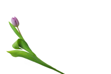 One beautiful lilac tulip transparent