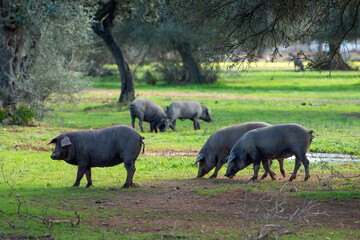 Cerdos en el campo.