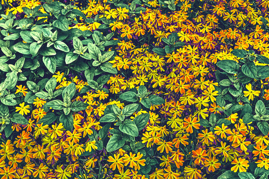 Yellow orange flowers mattiola in greeny with a light sunny feeling
