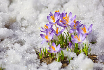 Close up spring crocus flower in the melting snow in the sun