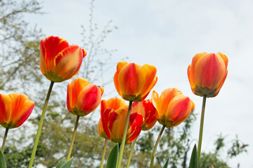 A group of bright red and yellow tulip flowers, Tulipa, blooming in springtime, side view looking up with background sky