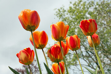 A group of bright red and yellow tulip flowers, Tulipa, blooming in the spring sunshine, side view looking up against the sky