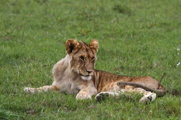 Cute sleepy lion cub rests on green grass looking into camera 