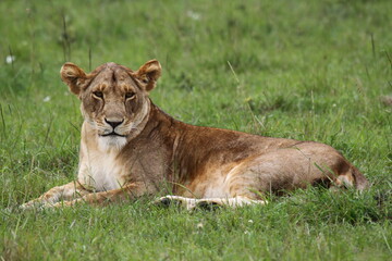 Fototapeta na wymiar Lioness resting on green grass fully alwrt and looking into camera