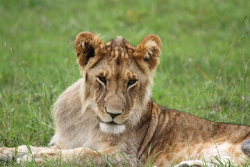 Naklejka na ściany i meble Cute sleepy lion cub rests on green grass looking into camera 