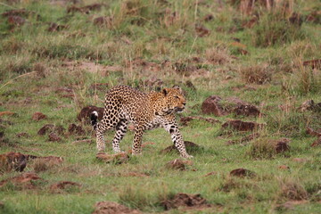 Leopard walking down a rocky hill slope with one paw raised