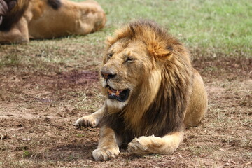 Fototapeta na wymiar Lions resting with his stomach full after feeding on a hippo killed by his pride
