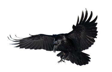 Naklejka premium A beautiful raven (Corvus corax) in flight