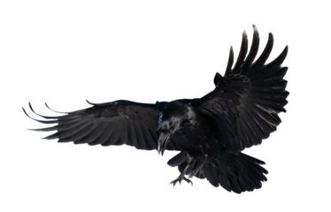 A beautiful raven (Corvus corax) in flight