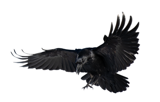 A beautiful raven (Corvus corax) in flight