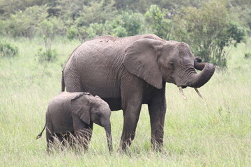 Naklejka na ściany i meble Mother elephant with a tiny calf walking down a green meadow 