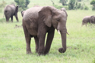 A lonely elephant marching down a green meadow in Masai Mara Kenya