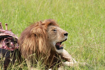 Lion tired after a sucessful hunt, mouth open, eyes closed