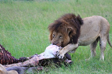 Adult lion with black mane feeeding on hippo carcass