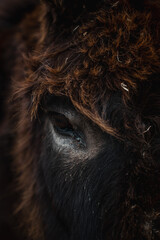 nice profile picture of a donkey