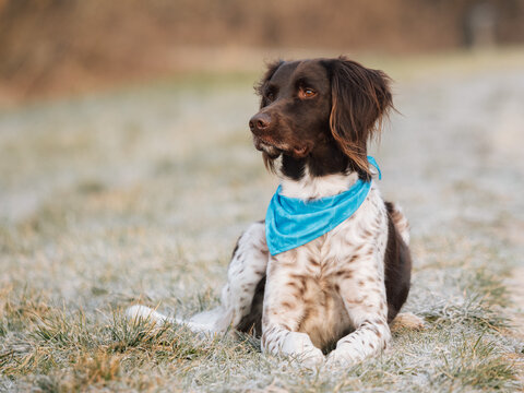 Small munsterlander dog with blue bandana