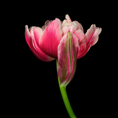 Multicolor blooming tulip with green stem isolated on black background. Close-up studio shot.