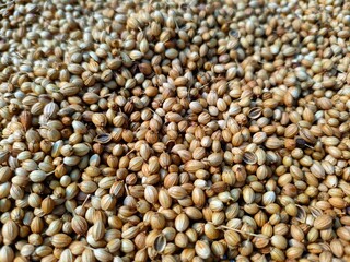 whole coriander seeds spread out kept for drying in sunlight