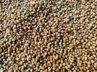 whole coriander seeds spread out kept for drying in sunlight