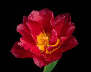 Fototapeta premium Red blooming tulip with green stem and leaf isolated on black background. Studio close-up shot.
