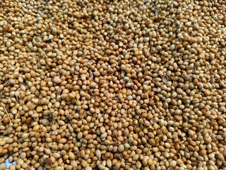 whole coriander seeds spread out kept for drying in sunlight