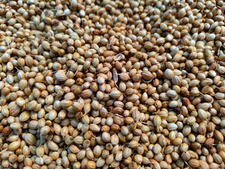 whole coriander seeds spread out kept for drying in sunlight