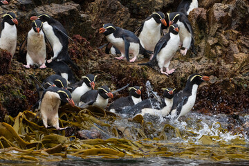 Fototapeta premium Snares penguins, Eudyptes robustus, penguins, bird, birds, 