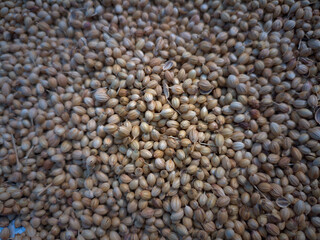 whole coriander seeds spread out kept for drying in sunlight