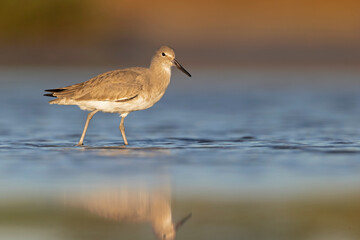 willet (Tringa semipalmata) resting and foraging at the mudflats of Texas South Padre Island.