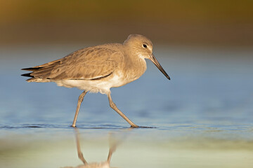 willet (Tringa semipalmata) resting and foraging at the mudflats of Texas South Padre Island.