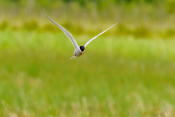 Arctic Tern