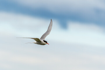 Arctic Tern