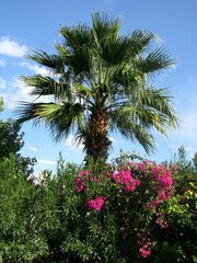 Fototapeta na wymiar beautiful view on flowers and palm tree in Turkey