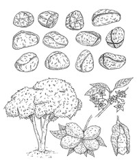 Fresh and dried kola nuts without shell. Tree and branch with leaves, beans and flowers. Vector engraving