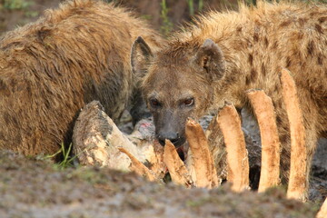 Close-up of a spotted hyena feeding on a buffalo carcass