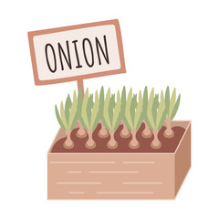 Garden wooden box with onions isolated on white background. Seasonal garden work. Spring vector llustration.