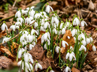Snowdrops and Leaves