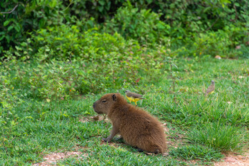 Filhote de capivara