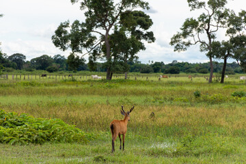 Veado arisco na natureza