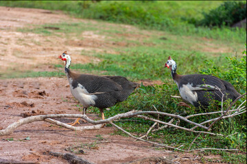 Galinha de Angola solta em fazenda