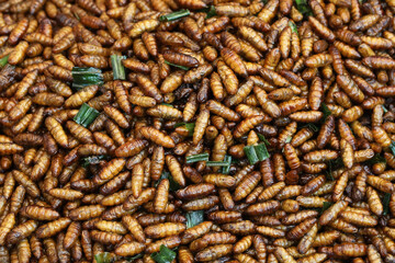 Deep fried domestic silk moth (Bombyx mori) selling in Thai street market