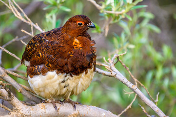 Willow  Ptarmigan