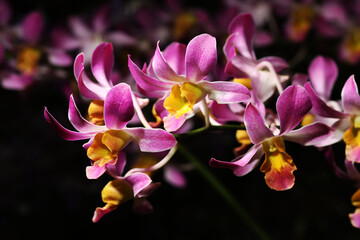 Fototapeta na wymiar Hybrid Dendrobium orchid flower with purple petal and yellow lips