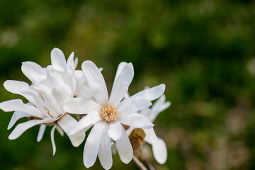 Magnolia stellata or star magnolia white flowers in the garden design.