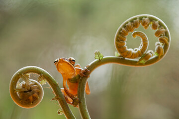 Little Tree Frog on the Nice Place