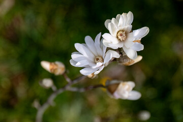 Magnolia stellata or star magnolia white flowers in the garden design.
