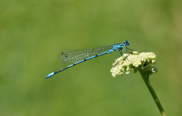 A common blue damselfly perching on a flower head against a green background. 
