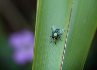 A green bottle fly on a green leaf in summer. 