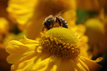 A closeup of a honey bee feeding on a yellow helenium flower. 